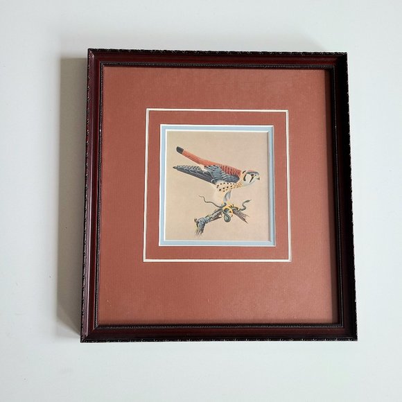 Vintage framed picture of bird. Sparrow Hawk. - Picture 2 of 6
